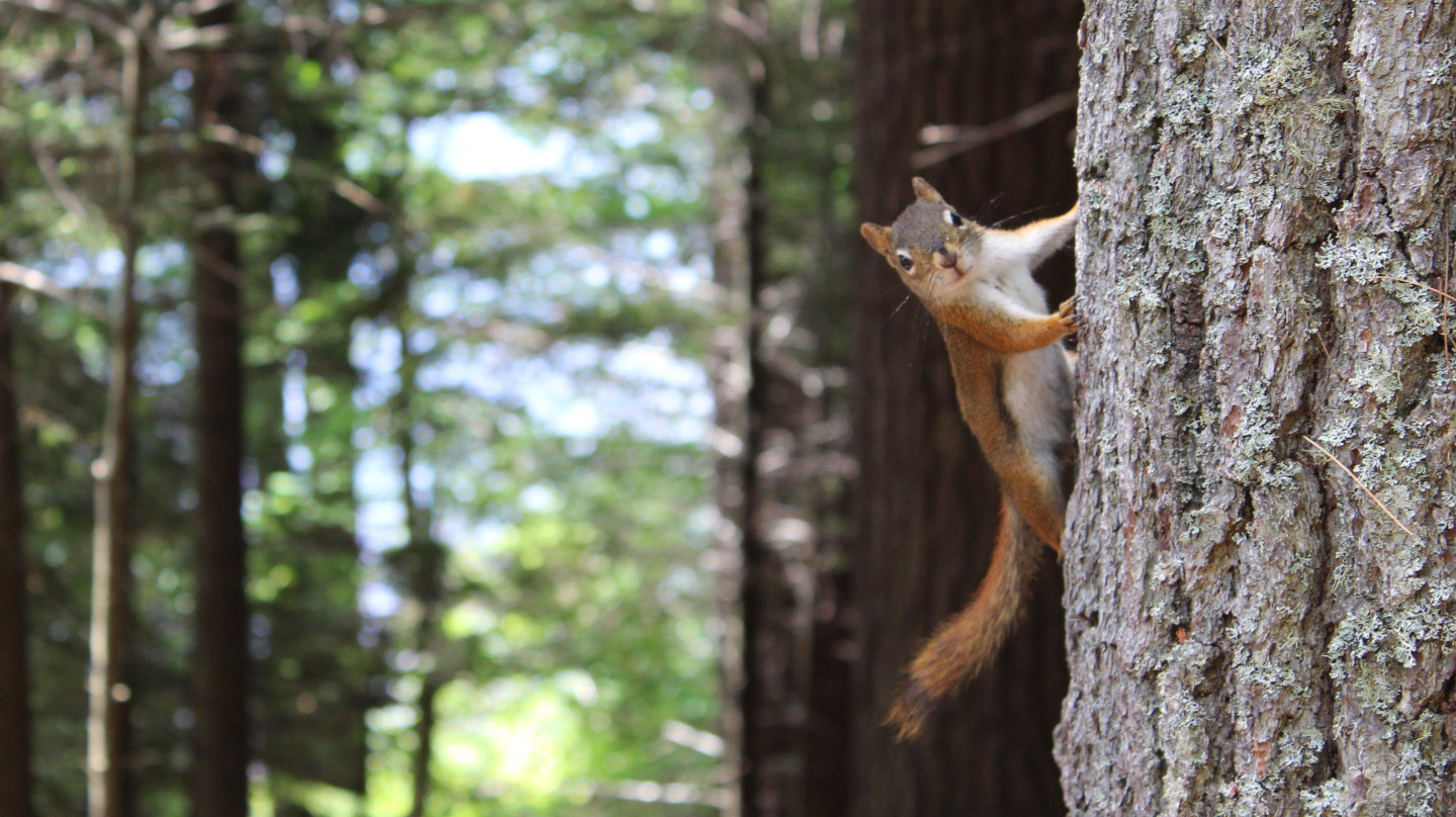 Un écureuil sur un tronc d'arbre de forêt