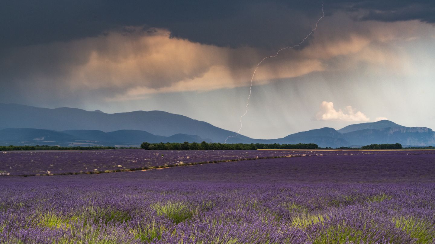Un orage au-dessus d'un champ de lavande.