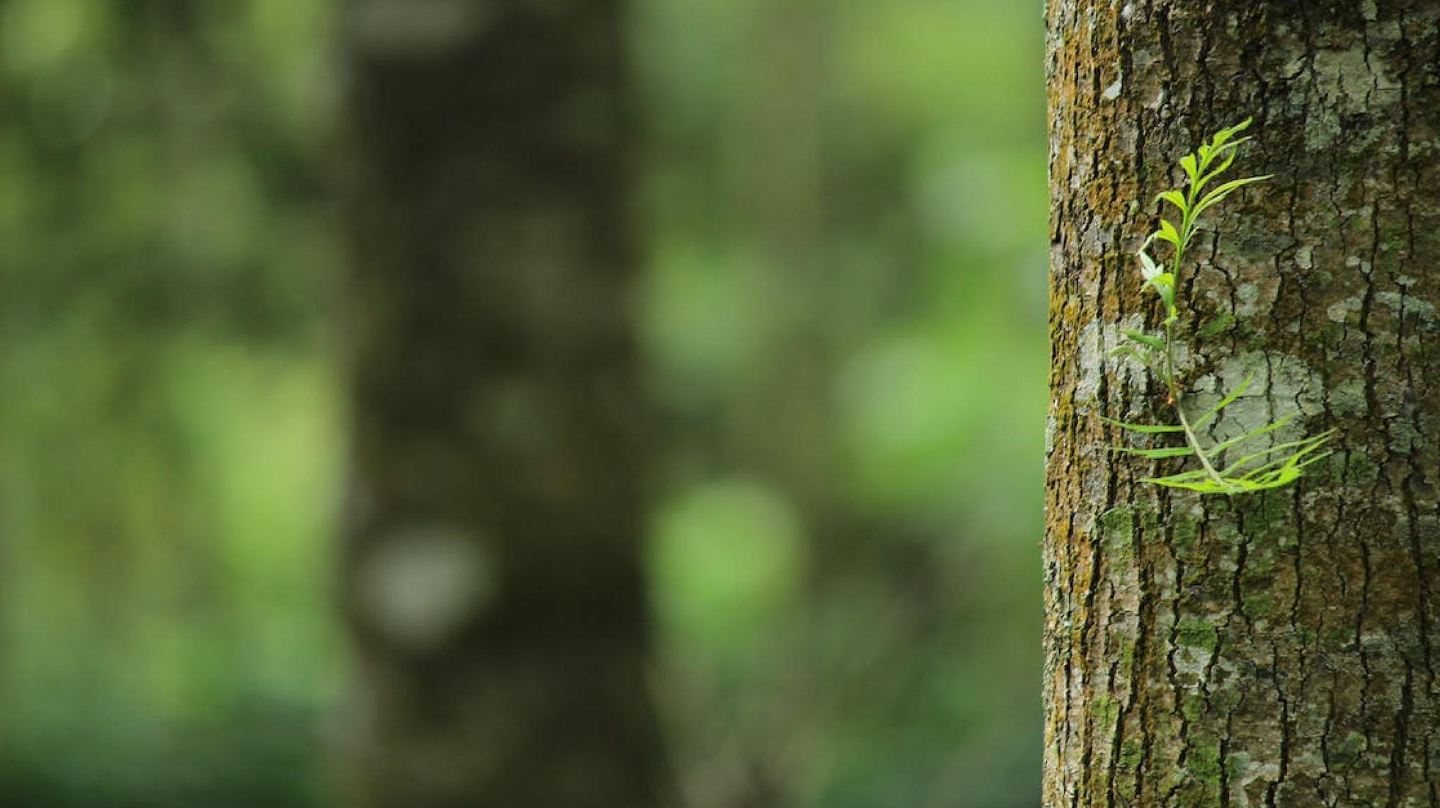 Une forêt