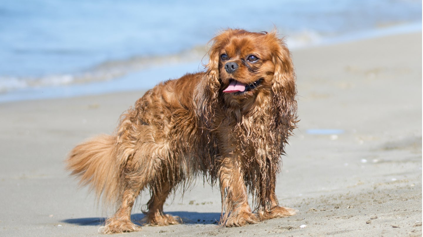 Un chien sur la plage.