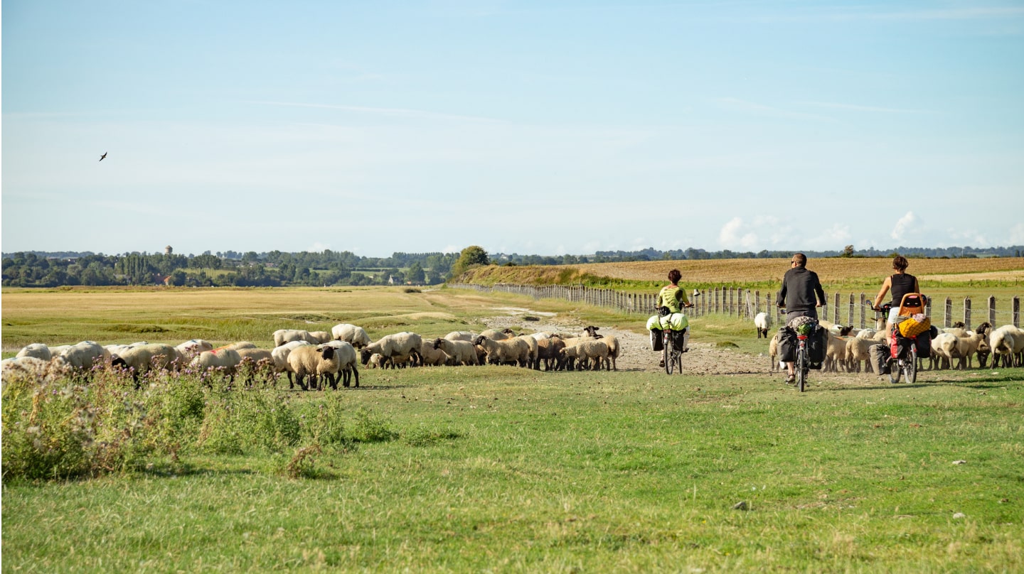 Trois cyclistes de dos avec des sacs sur leurs vélos, traversant un pré avec des moutons.