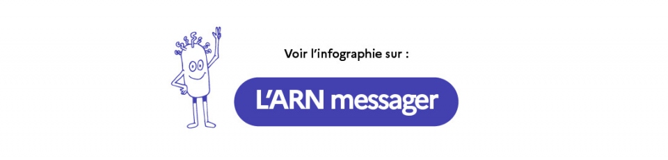 Lien vers l'infographie sur le fonctionnement d'un vaccin à ARN