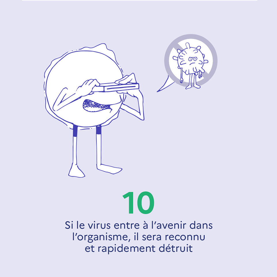 10. Si le virus entre à l'avenir dans l'organisme, il sera reconnu et rapidement détruit