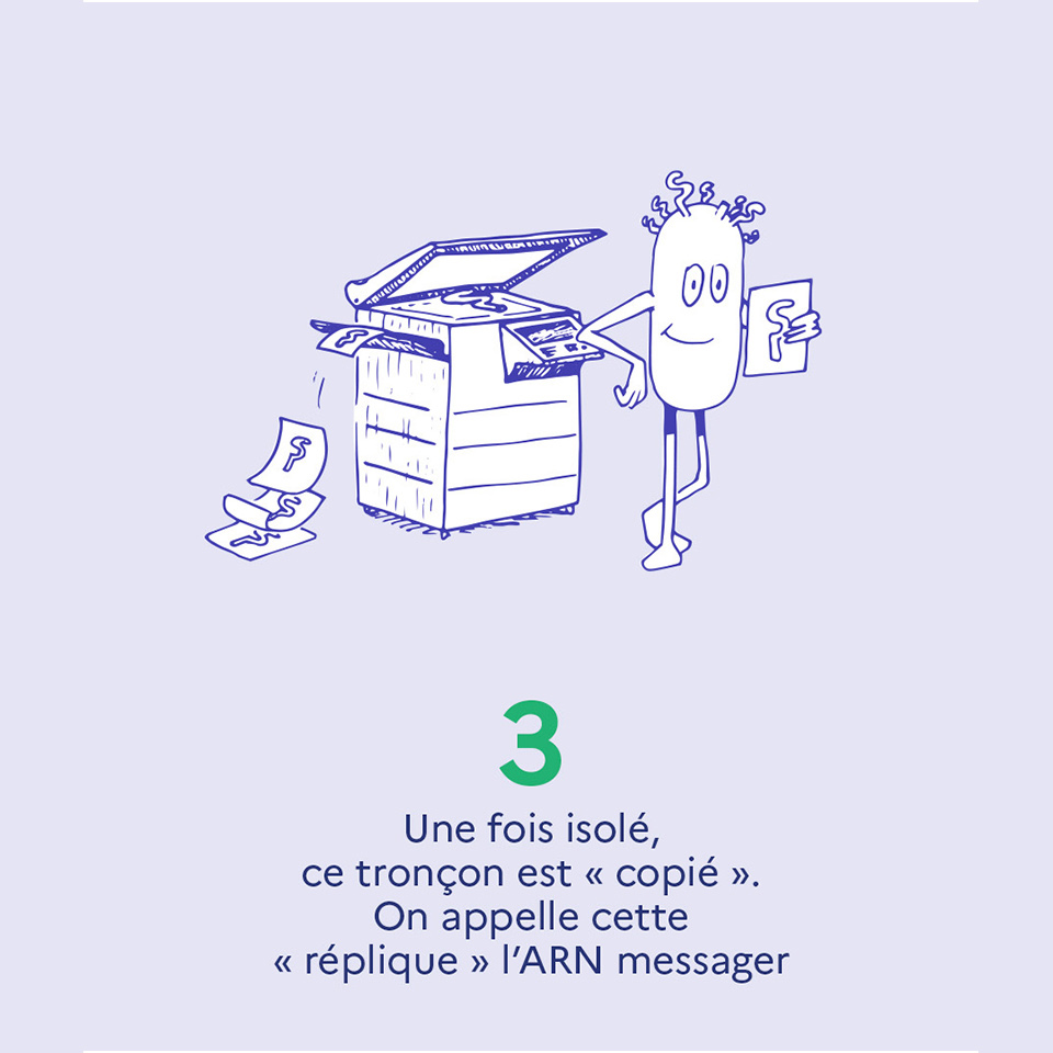 3. Une fois isolé, ce tronçon est "copié". On appelle cette "réplique" l'ARN messager