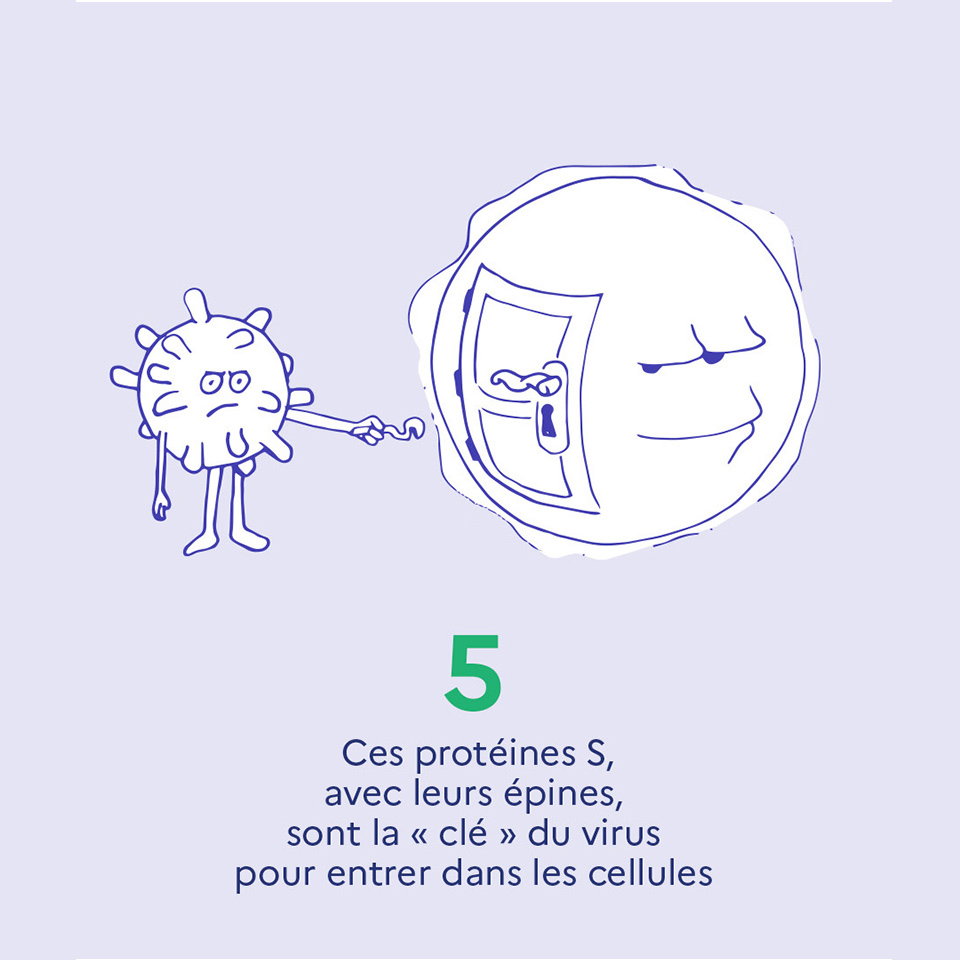 5. Ces protéines S, avec leurs épines, sont la "clé" du virus pour entrer dans les cellules