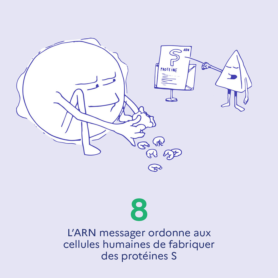 8. L'ARN messager ordonne aux cellules humaines de fabriquer des protéines S