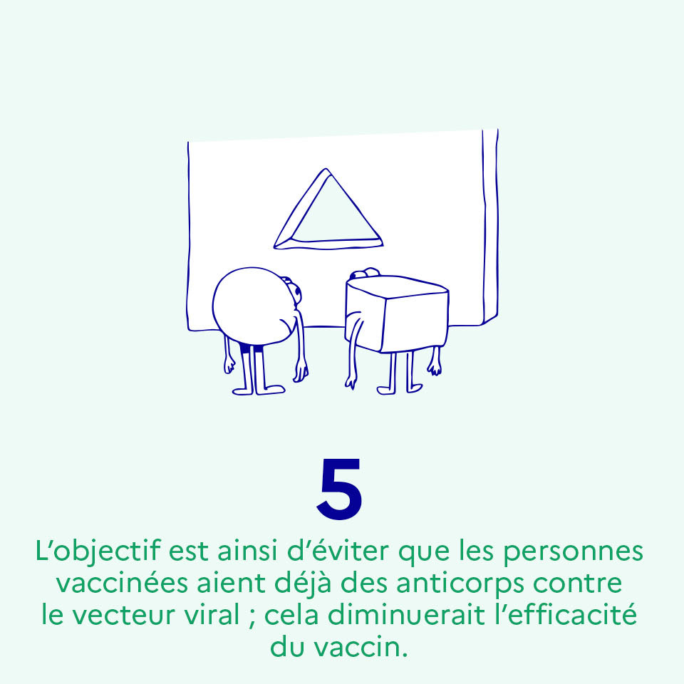 L’objectif est ainsi d’éviter que les personnes vaccinées aient déjà des anticorps contre le vecteur viral ; cela diminuerait l’efficacité du vaccin"