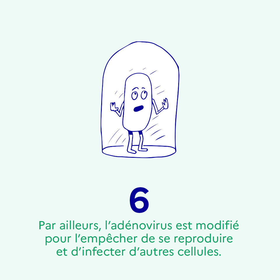 Par ailleurs, l’adénovirus est modifié pour l’empêcher de se reproduire et d’infecter d’autres cellules. C’est pourquoi on dit qu’il est « non répliquant »"
