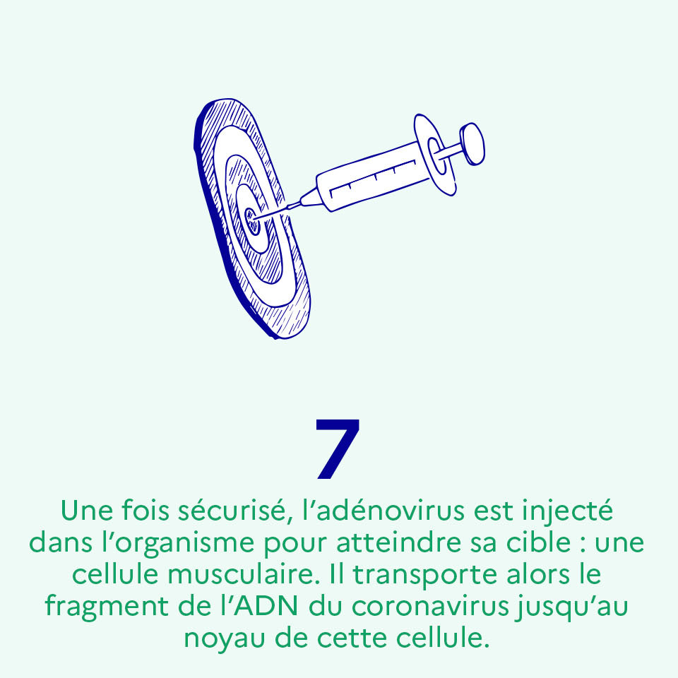 Une fois sécurisé, l’adénovirus est injecté dans l’organisme et atteint sa cible : une cellule musculaire. Il transporte alors l’ADN du coronavirus jusqu’au noyau de cette cellule"