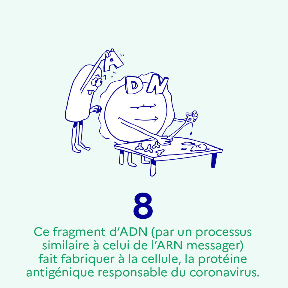 Ce fragment d’ADN (par un processus similaire à celui de l’ARN messager) fait fabriquer à la cellule, la protéine antigénique responsable du coronavirus"