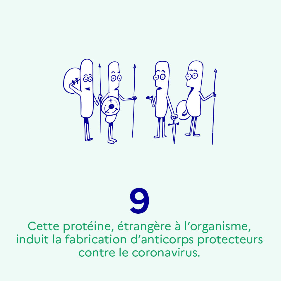 Cette protéine, étrangère à l’organisme, induit la fabrication d’anticorps protecteurs contre le coronavirus"