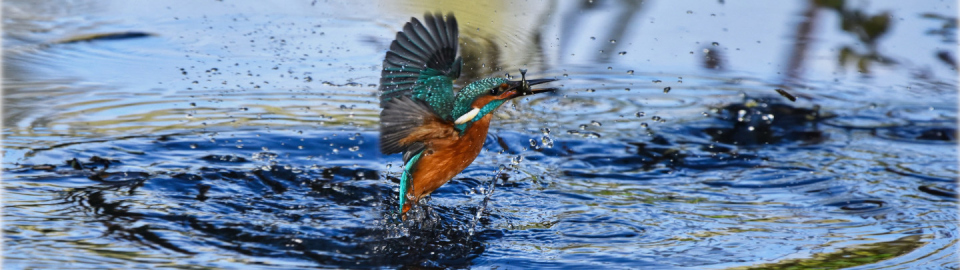 Photo d'un martin-pêcheur