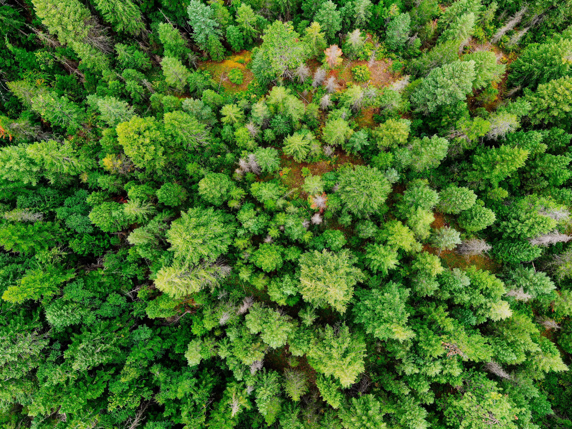 Une forêt vue du ciel.