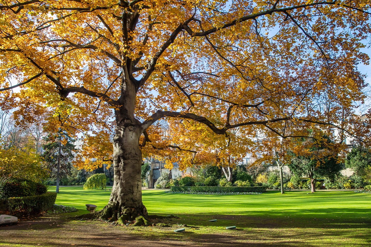 Le
hêtre pourpre à l’automne.
