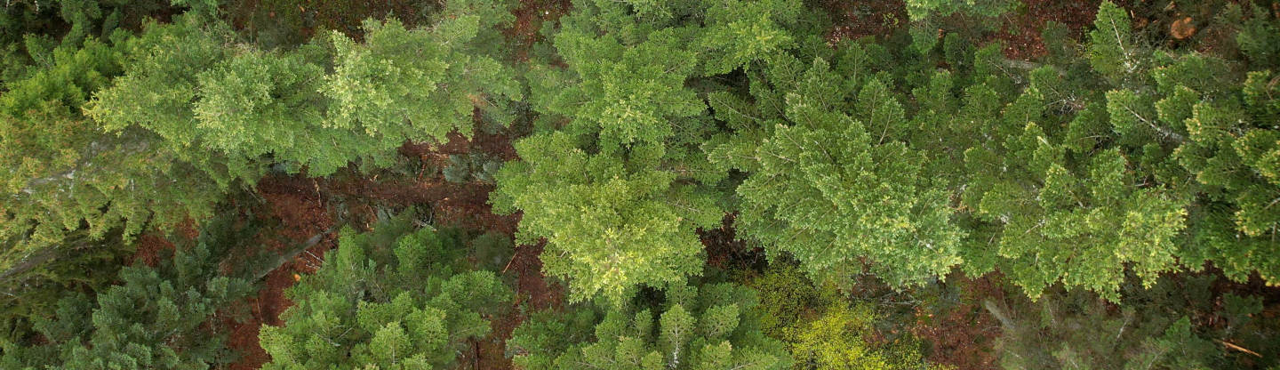 Forêt de sapins pectinés