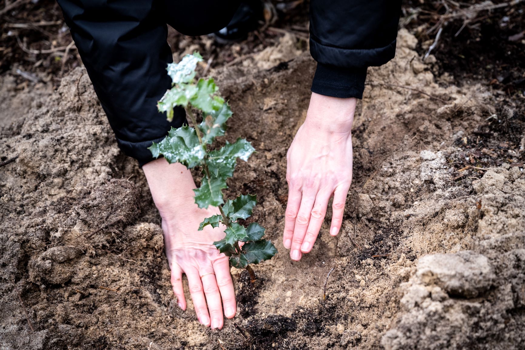 Plantation d'un chêne vert, projet de restauration des dunes de la forêt domaniale de Quiberon