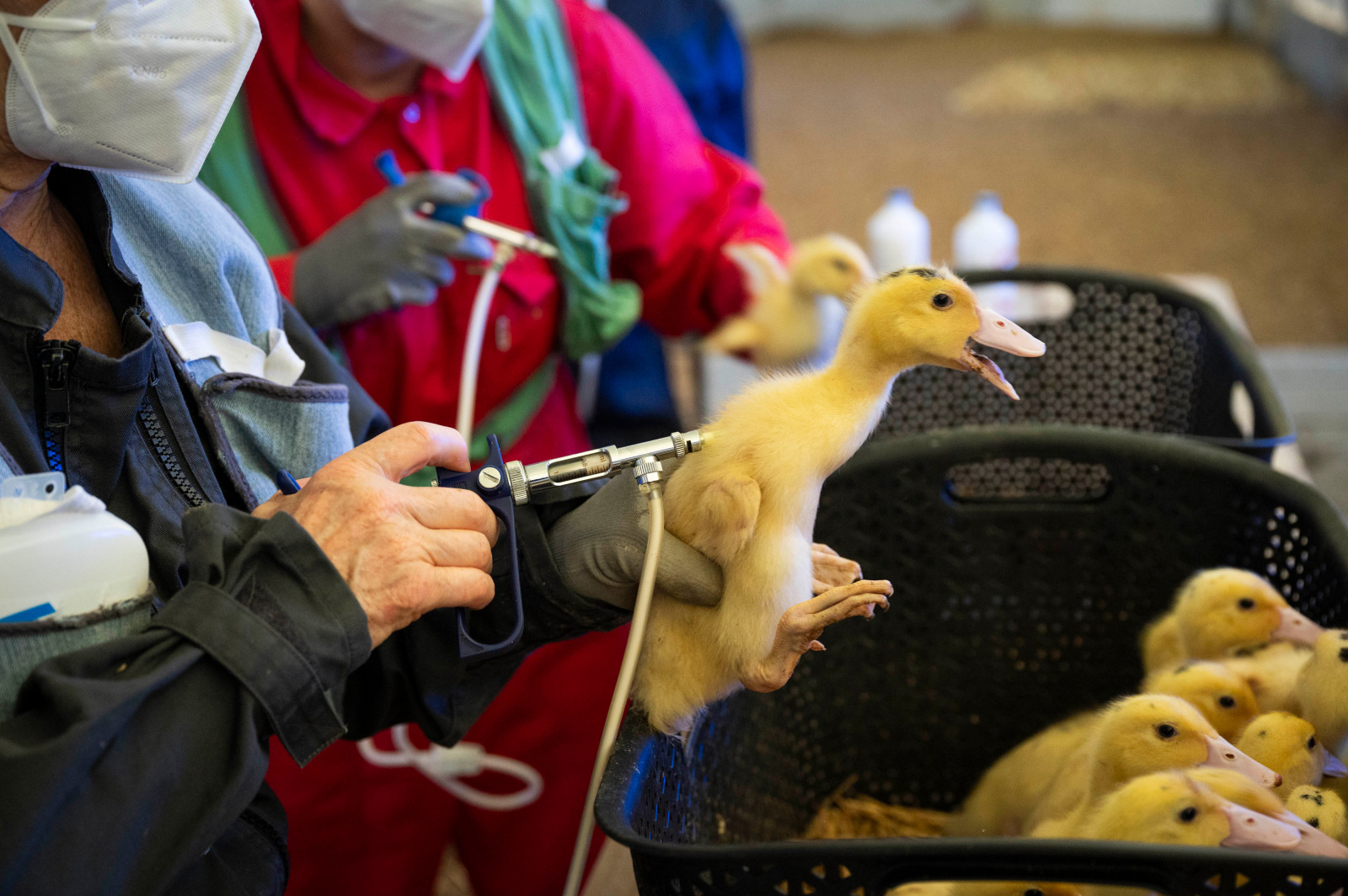 Première opérations de vaccination de canards dans les Landes et le Gers.